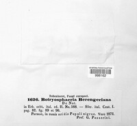 Botryosphaeria berengeriana image